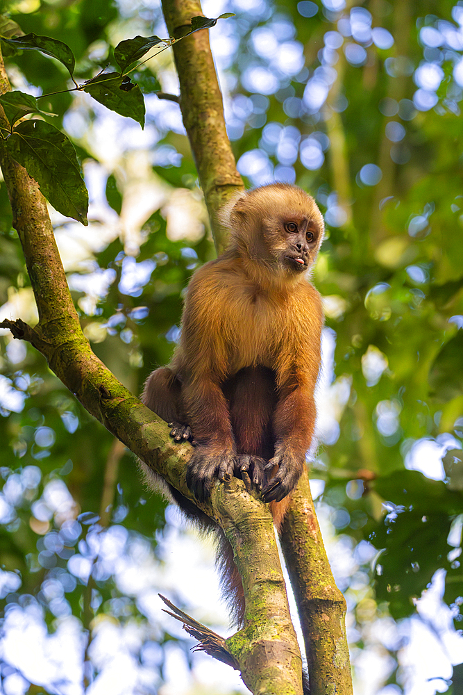 Brown capuchin monkey (Cebus apella) (Sapajus apella) on tree, Tambopata National Reserve, Puerto Maldonado, Tambopata Province, Madre de Dios, Peru, South America