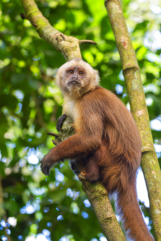 Brown capuchin monkey (Cebus apella) (Sapajus apella) on tree, Tambopata National Reserve, Puerto Maldonado, Tambopata Province, Madre de Dios, Peru, South America