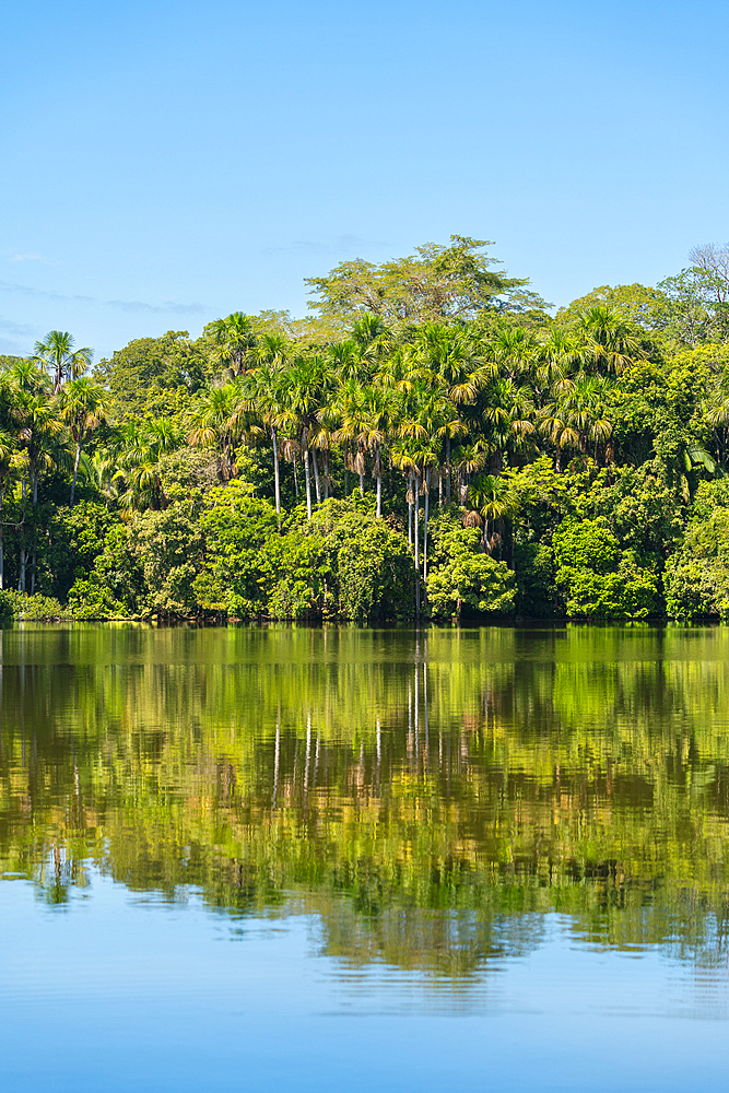 Lake Sandoval and Aguaje palms, Tambopata National Reserve, Puerto Maldonado, Madre de Dios, Peru, South America