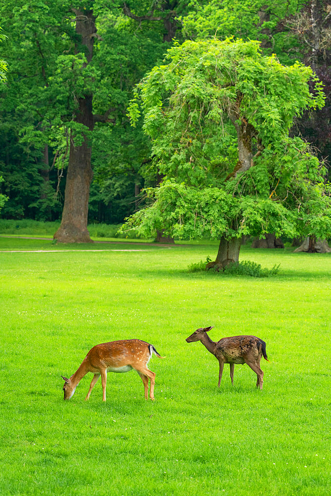 Fallow deer (lat. Dama dama) grazing in Zamecky Park of Blatna Castle, Blatna, South Bohemian Region, Czech Republic