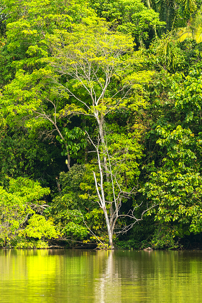 Lake Sandoval, Tambopata National Reserve, Puerto Maldonado, Madre de Dios, Peru