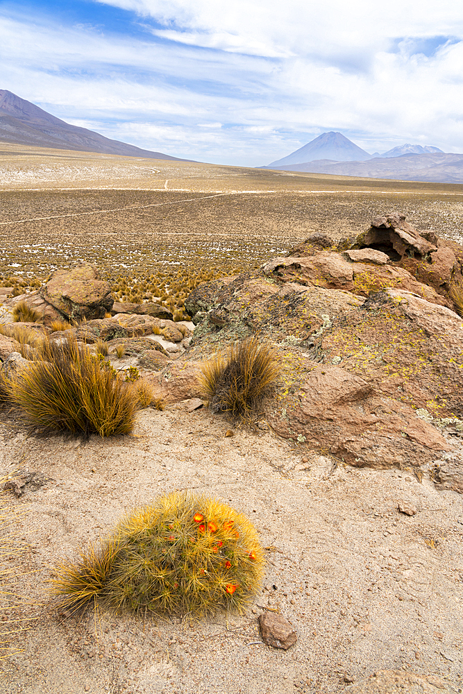 Cactus and El Misti and Chachani volcanoes, Salinas y Aguada Blanca National Reserve, Arequipa Region, Peru