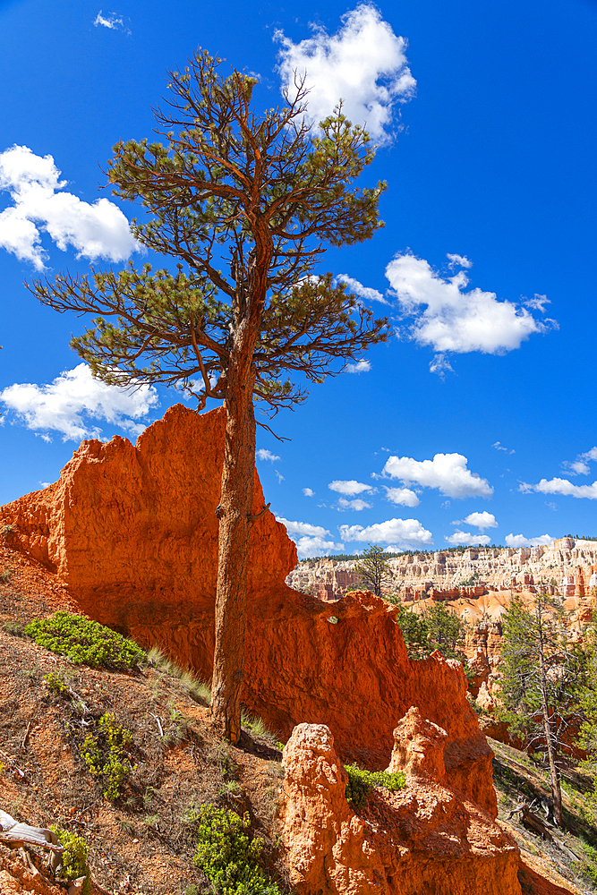 Lone tree among hoodoos, Queens Garden Trail, Bryce Canyon National Park, Utah, USA