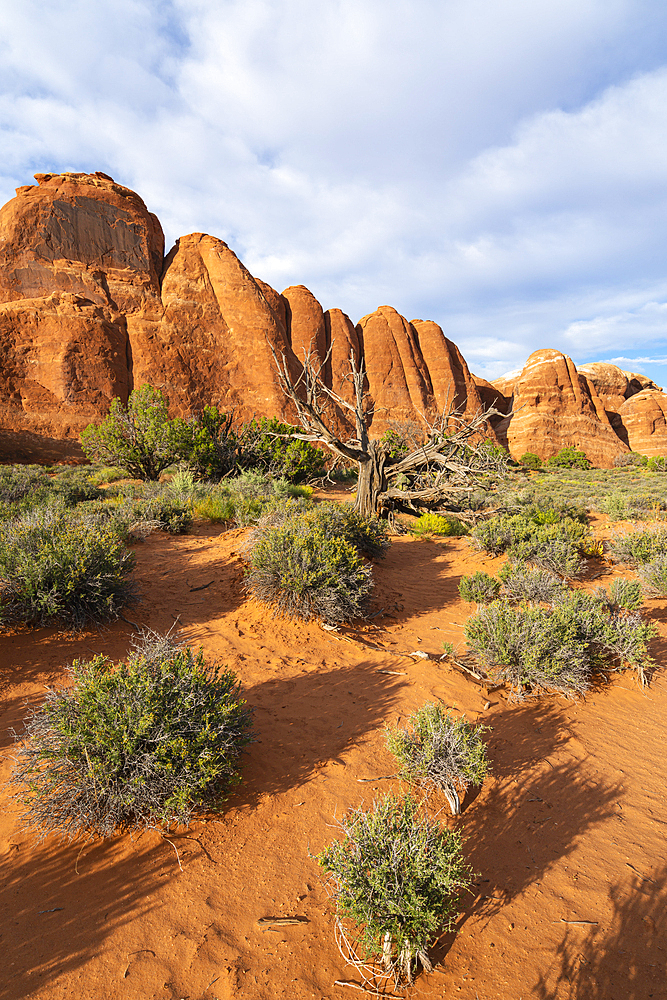 Barren tree and rock formations near Skyline Arch, Arches National Park, Moab, Utah, United States of America, North America