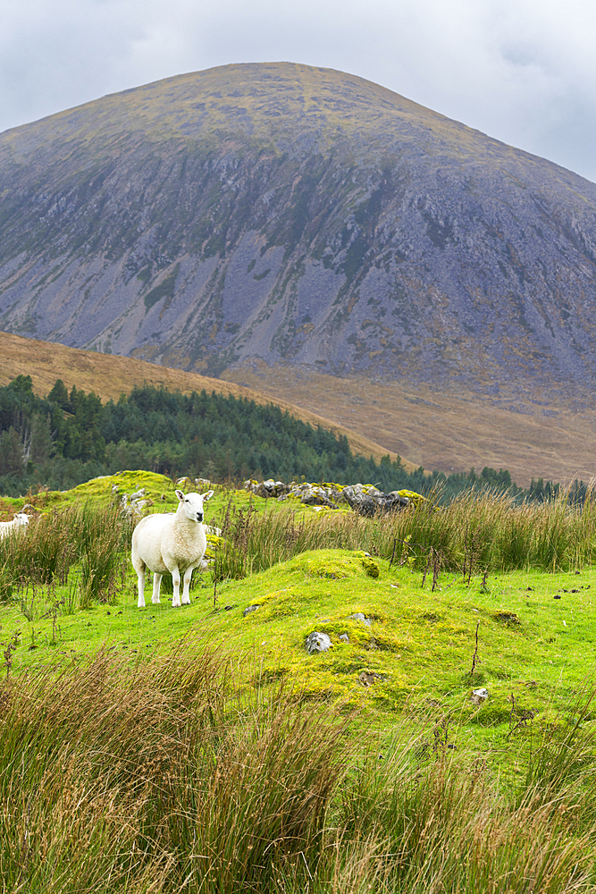 Sheep against mountain, near Torrin, Isle of Skye, Inner Hebrides, Scotland, United Kingdom, Europe