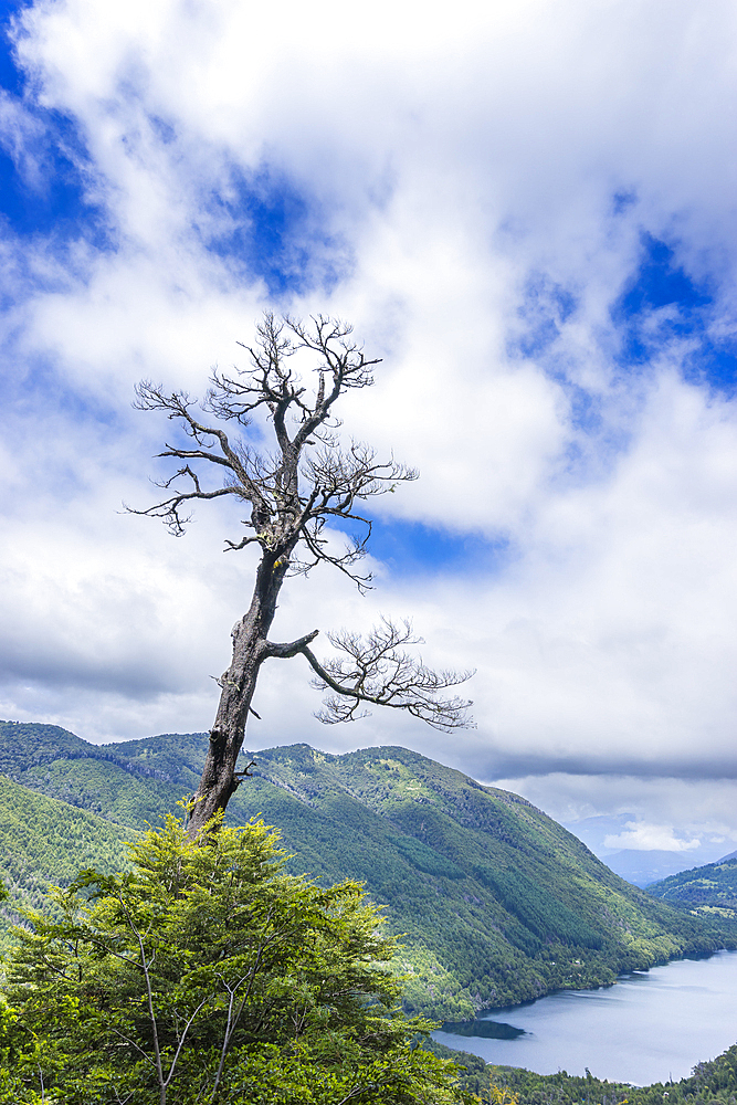 Tree and Tinquilco lake, Huerquehue National Park, Pucon, Chile, South America