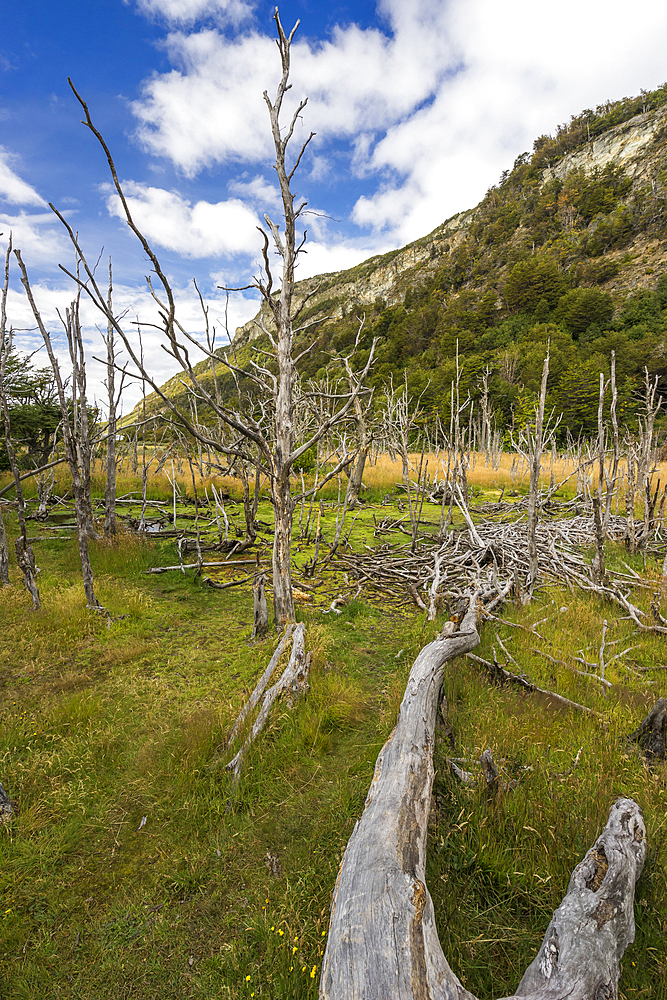 Beaver trail (castorera) and area of beaver dams, Tierra del Fuego National Park, Patagonia, Argentina, South America