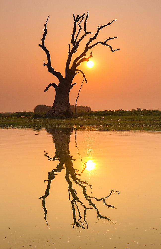 Tree reflecting in Taung Tha Man Lake near U-Bein bridge at sunset, Amarapura, Mandalay, Myanmar (Burma), Asia