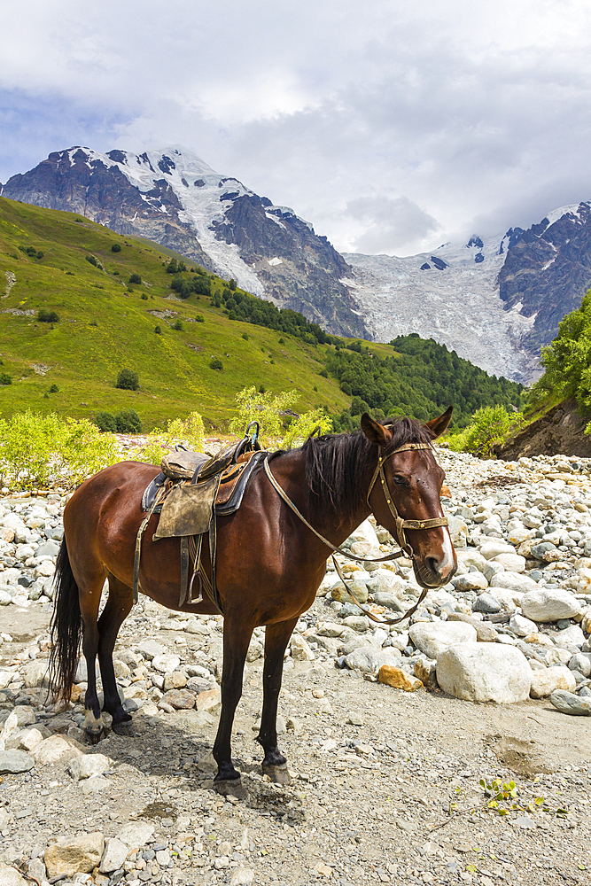 Horse standing by Adishchala River with Tetnuldi mountain peak in the background, Svaneti mountains, Caucasian mountains, Georgia, Central Asia, Asia