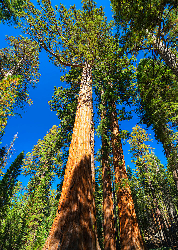 Giant sequoia at Mariposa Grove, Yosemite National Park, California, USA