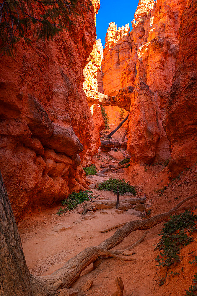 Gorge with natural arch by Navajo Loop Trail, Bryce Canyon National Park, Utah, USA