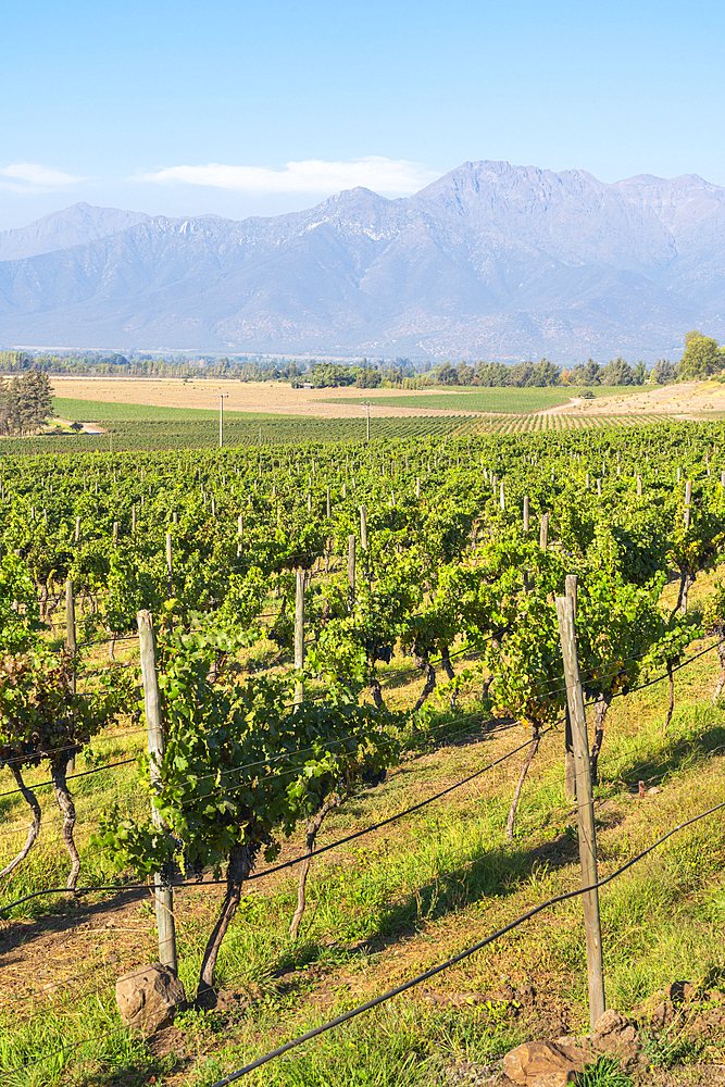 Vineyards with The Andes mountains on horizon, Haras de Pirque winery, Pirque, Maipo Valley, Cordillera Province, Santiago Metropolitan Region, Chile, South America