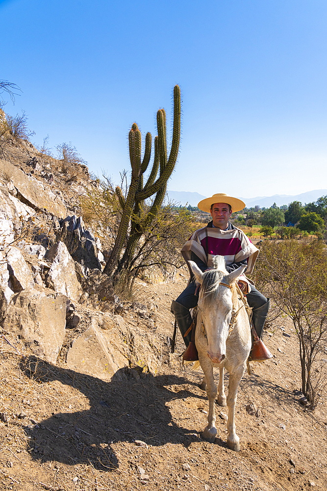 Huaso in traditional clothing riding horse by cactus on hill, Colina, Chacabuco Province, Santiago Metropolitan Region, Chile, South America