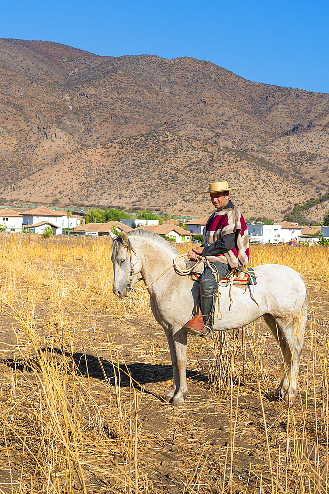 Traditionally dressed huaso riding horse on field, Colina, Chacabuco Province, Santiago Metropolitan Region, Chile, South America