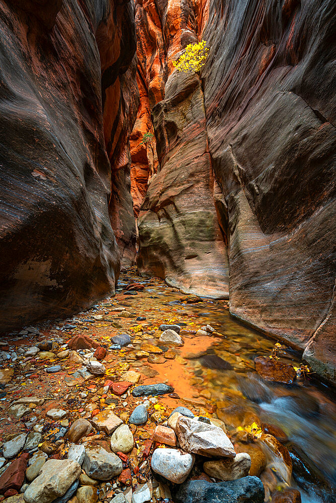 Kanarra Creek hiking trail through slot canyon, Kolob Canyons section of Zion National Park, Utah, Western United States, USA