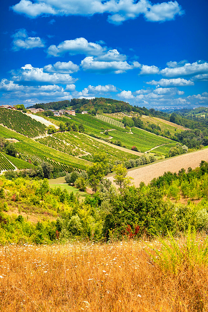 Hills and vineyards in the summer season, Bobbio, Piacenza district, Emilia Romagna, Italy, Europe