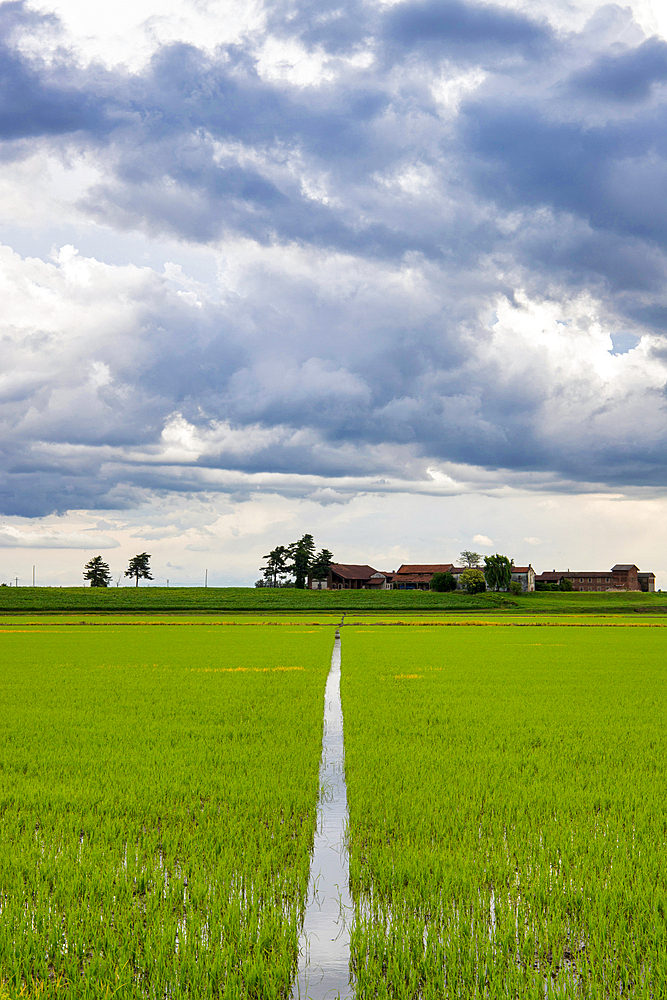 Fields and rice fields on a summer day, under a stormy sky, Novara, Po Valley, Piedmont, Italy, Europe