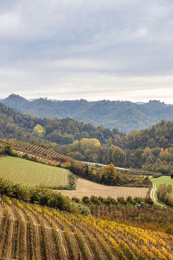 Hills and vineyards of the Langhe (UNESCO Heritage) in an autumn day. Alba, Langhe, Cuneo district, Piedmont, Italy.