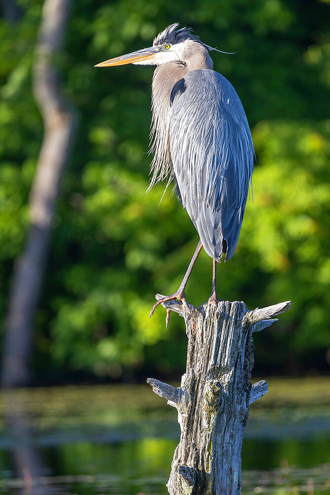 Great Blue Heron