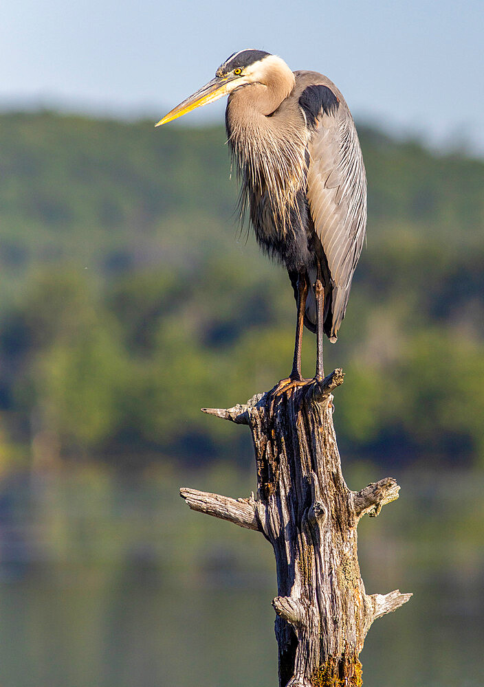 Great Blue Heron in Morning Light