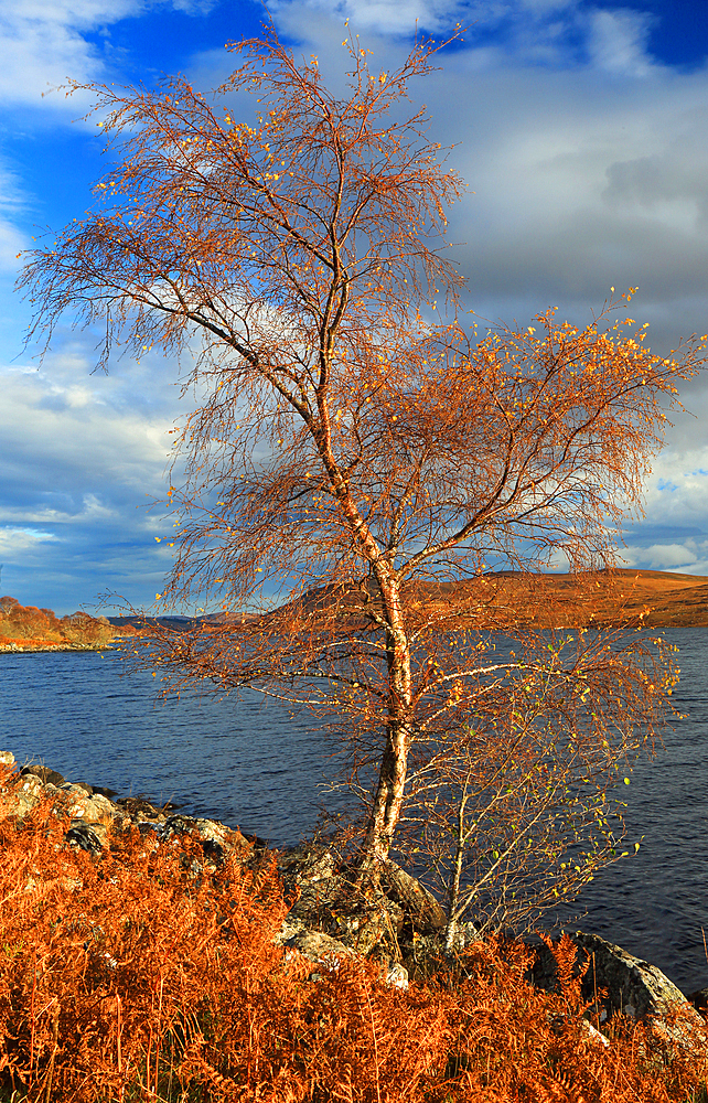 Tree in autumn, Loch Naver, Highland, Scotland