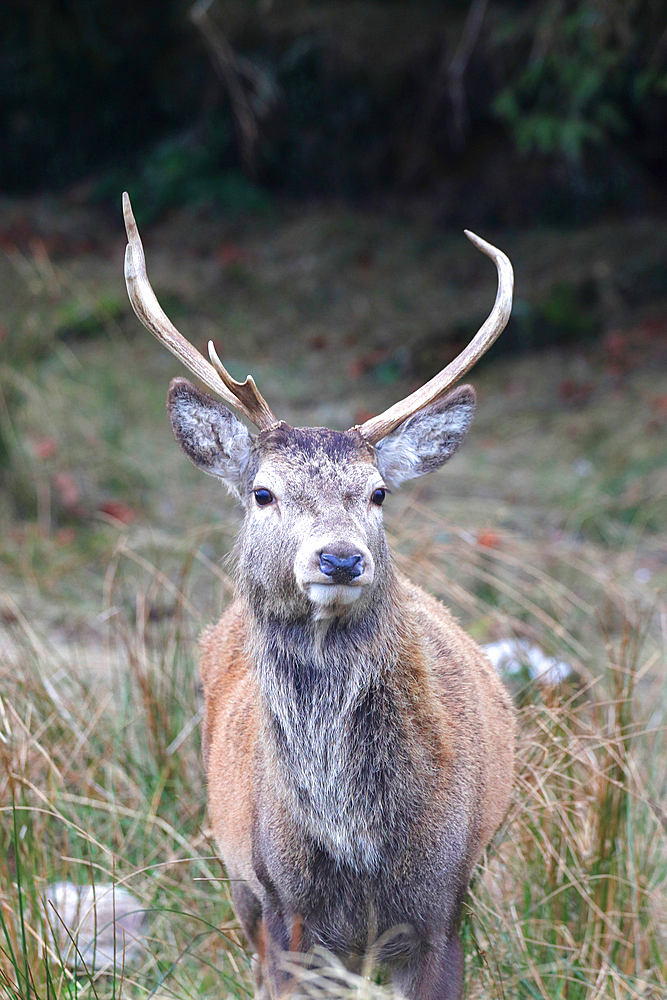 Stag, Rannoch Moor, Scotland