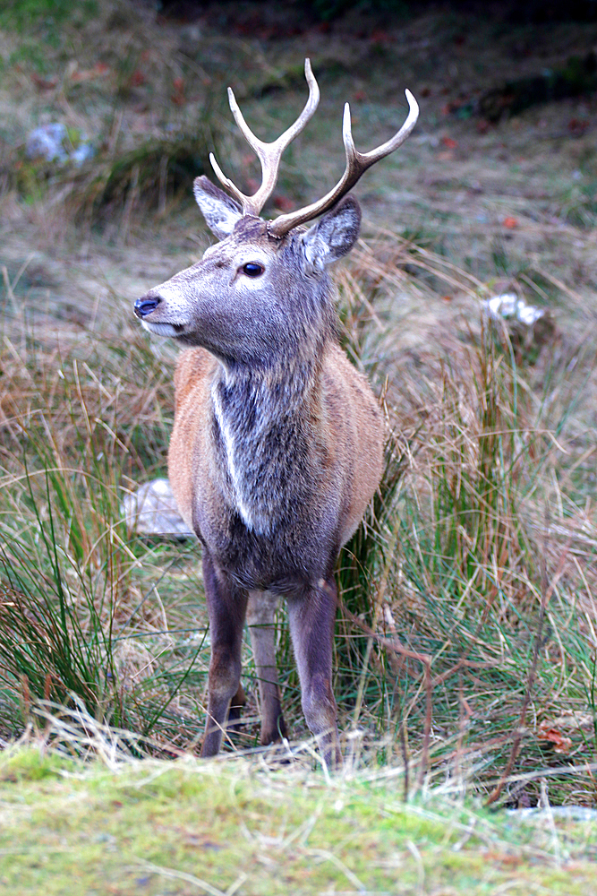 Stag, Rannoch Moor, Scotland