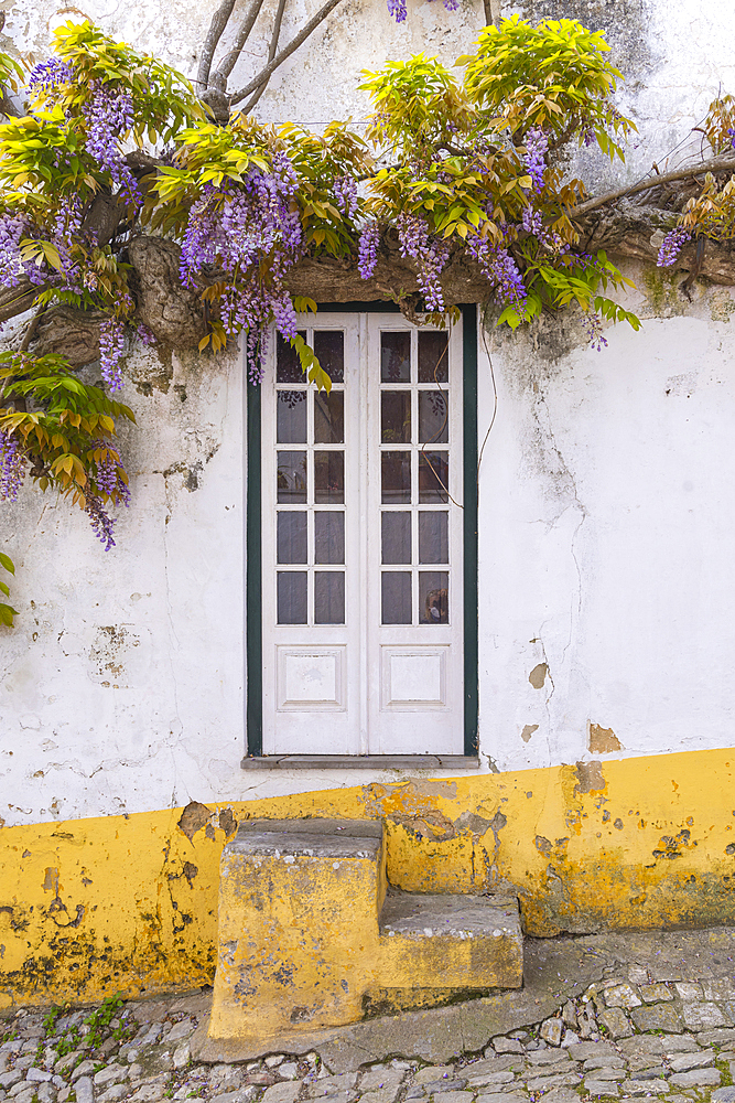 Europe, Portugal, Obidos. TWisteria vine in bloom above a doorway in an old building.