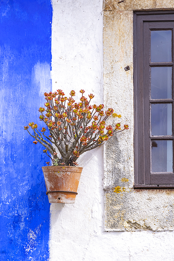 Europe, Portugal, Obidos. Potted plant on a blue and white stucco building.