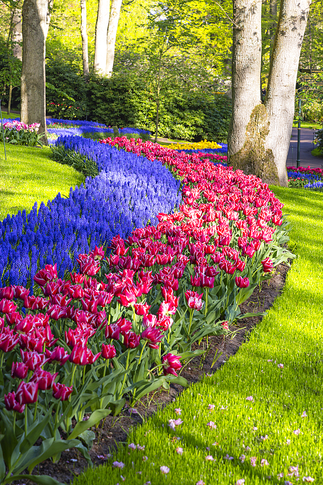 Europe, Netherlands, South Holland, Lisse. April 26, 2022. Red tulips and bluebells at Keukenhof Gardens.