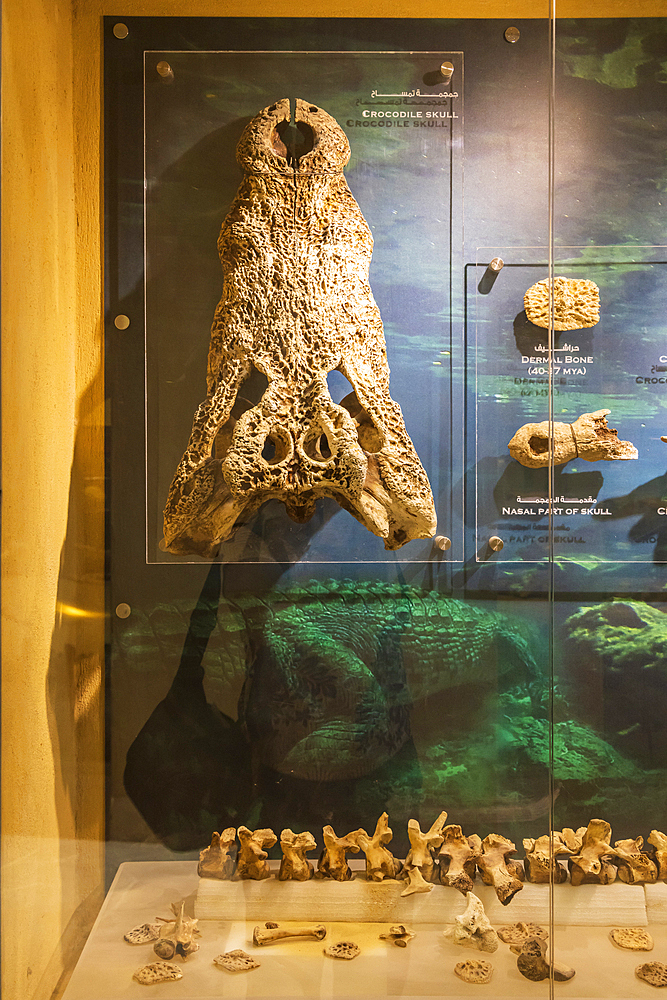 Wadi al Hitan, Faiyum, Egypt. February 20, 2022. Fossil crocodile skull in the museum at Wadi el-Hitan paleontological site.