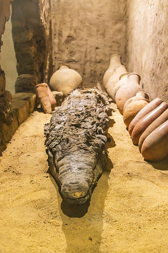 Kom Ombo, Aswan, Egypt. February 25, 2022. Mummified crocodiles in a museum at Kom Ombo.