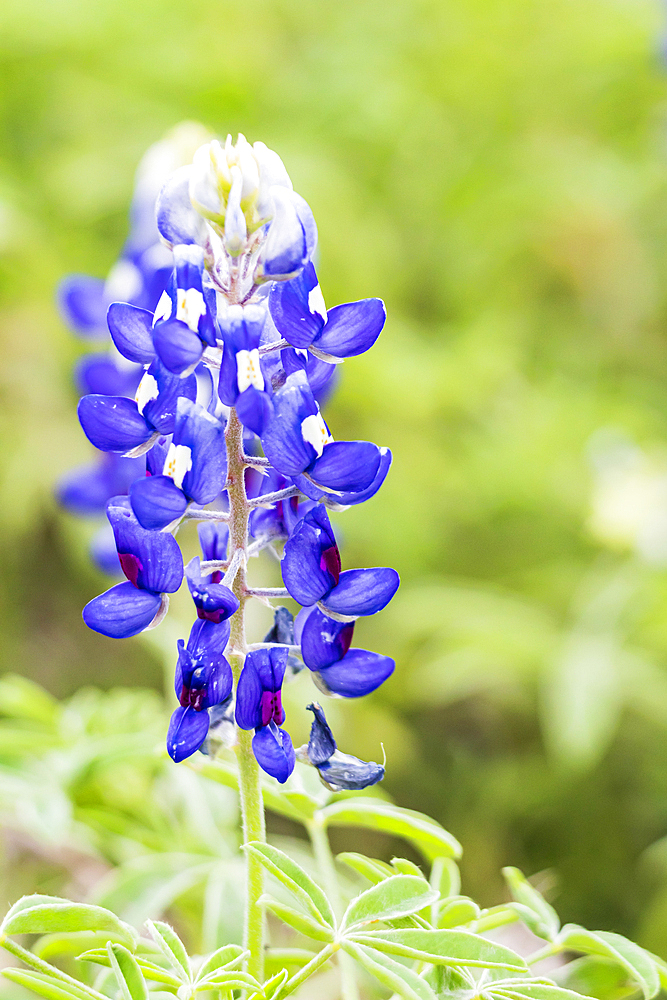 Spicewood, Texas, USA. Bluebonnet wildflowers in the Texas hill country.