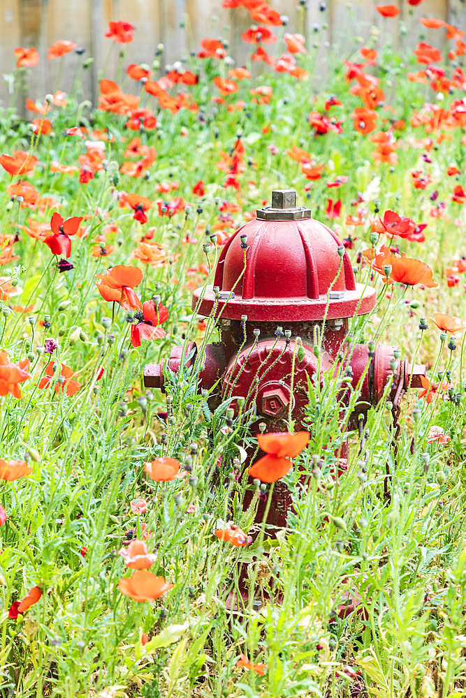 Castroville, Texas, USA. Poppies and fire hydrant in the Texas hill country.