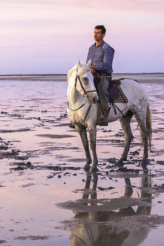 Saintes-Maries-de-la-Mer, Bouches-du-Rhone, Provence-Alpes-Cote d'Azur, France. July 6, 2022. Man on a Camargue horse in the marshes at dawn.