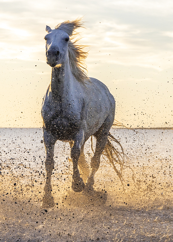 Saintes-Maries-de-la-Mer, Bouches-du-Rhone, Provence-Alpes-Cote d'Azur, France. Camargue horse running through water at sunrise.