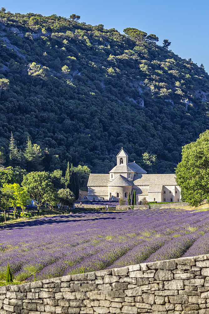 Gordes, Vaucluse, Provence-Alpes-Cote d'Azur, France. July 7, 2022. Lavendar at the S?nanque Abbey in Provence.