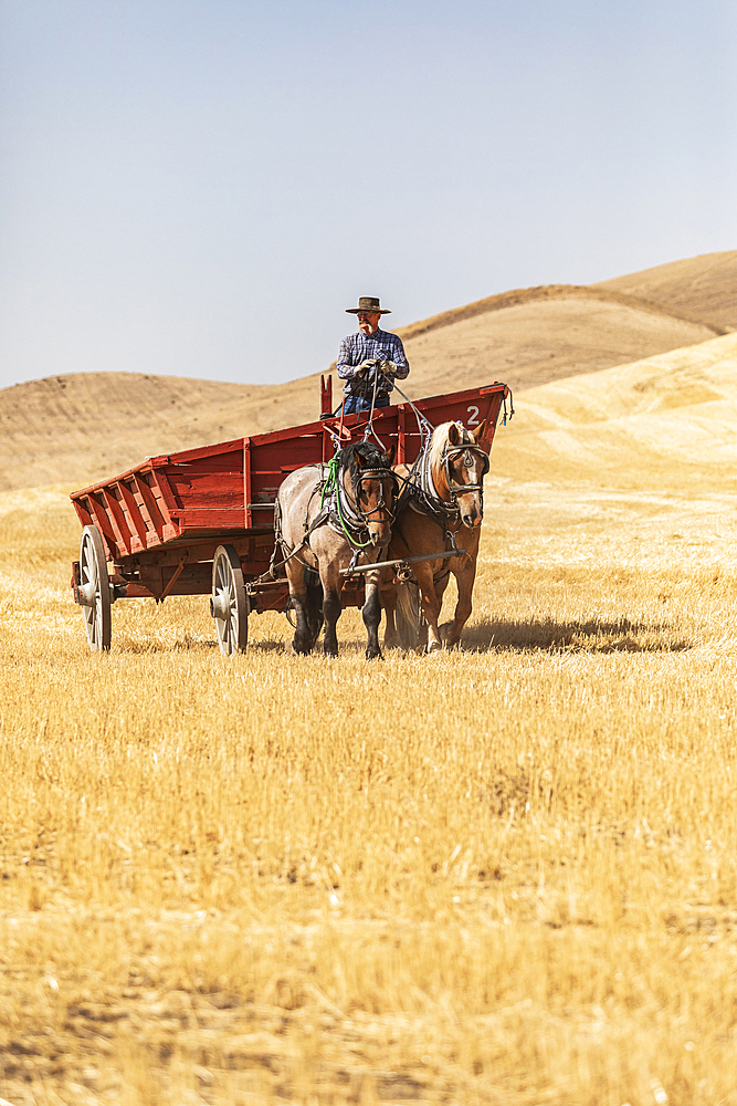 USA, Washington State, Whitman County. Palouse. September 6, 2021. Vintage horse drawn farm wagon.