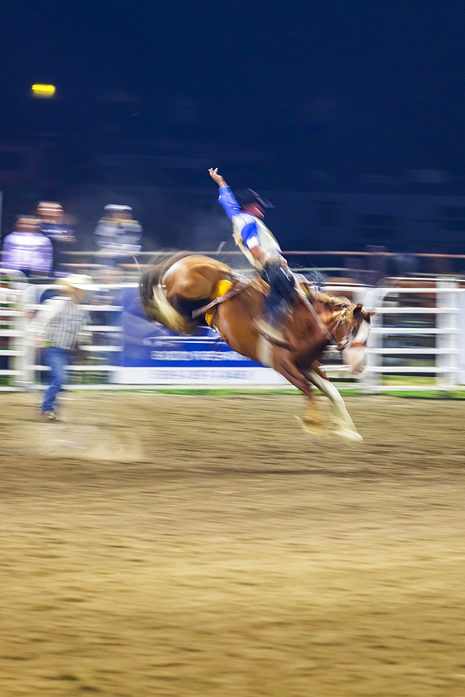 USA, Washington State, Whitman County. Palouse. Palouse Empire State Fair. Colfax. September 9, 2021. Bronco riding at a country fair rodeo.