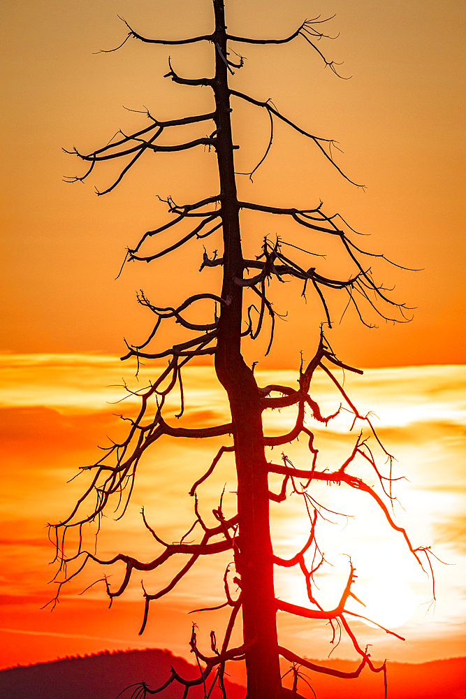 a tree affected by fires is illuminated by the warm light of the sunset, Yosemite National Park, California, United States of America