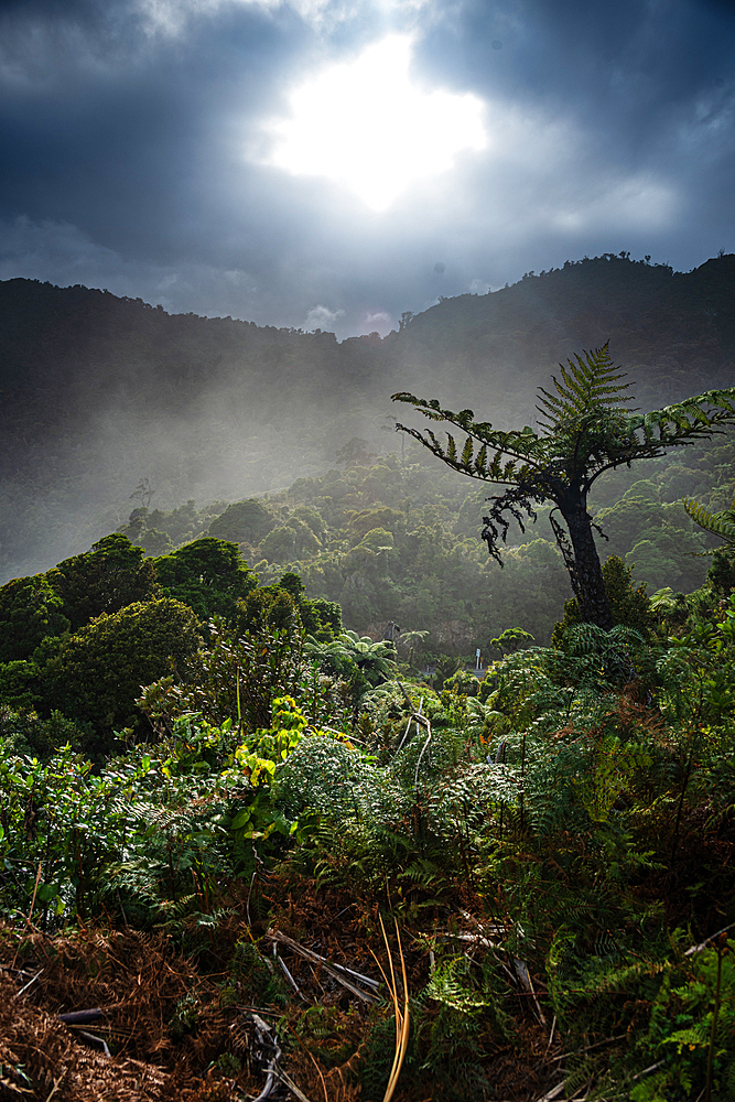 Dramatic Backlight and Rainforest Silhouette with Fern Trees in the Mountains of Paparoa National Park, New Zealand
