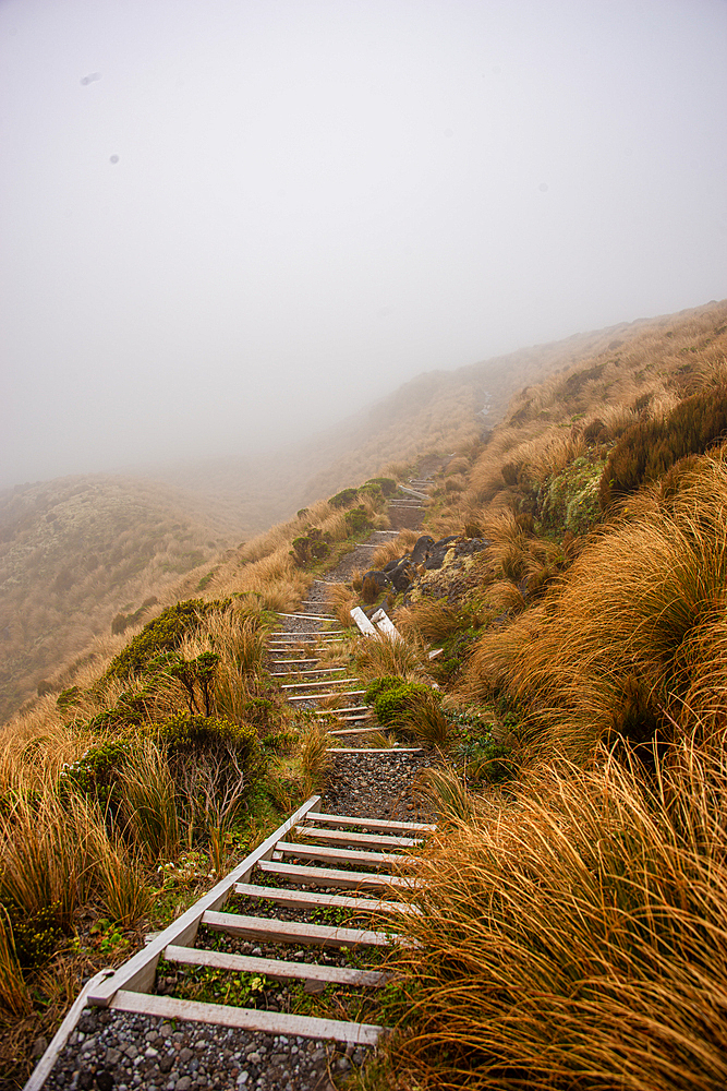 Foggy hiking trek pathway, North Island, New Zealand, Pacific