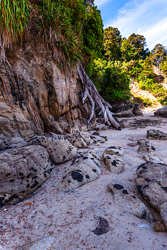 Narrow Rocky Inlet with Overhanging Trees and Low Tide Pool, Coastal Trail in Abel Tasman, New Zealand