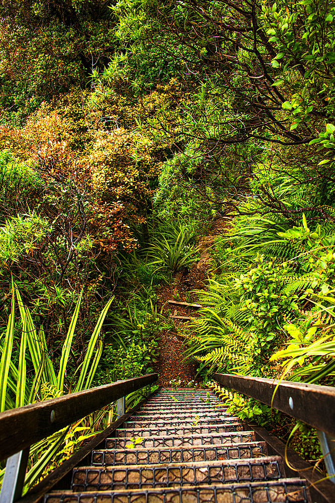 Steep stairs and pathway on Jungle hike, Mount Taranaki, North Island, New Zealand, Pacific