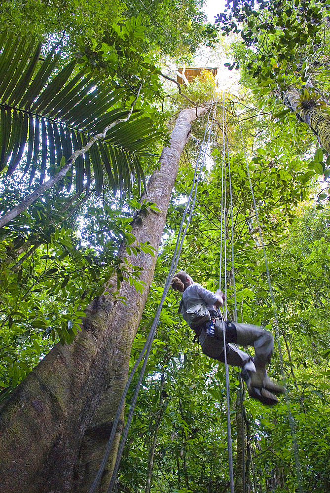 Climbing to an observation post over the forest canopy, French Guiana, Overseas department and region of France, French Guiana, South America