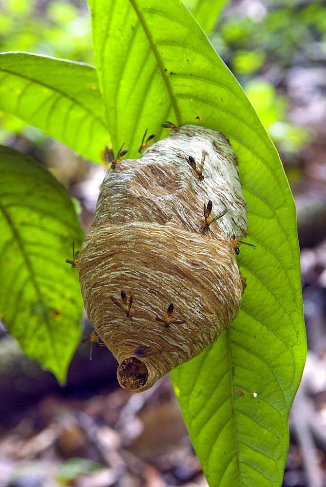 Swarm of wasps (Angiopolybia pallens) and nest in the forest, French Guiana, Overseas department and region of France, French Guiana, South America