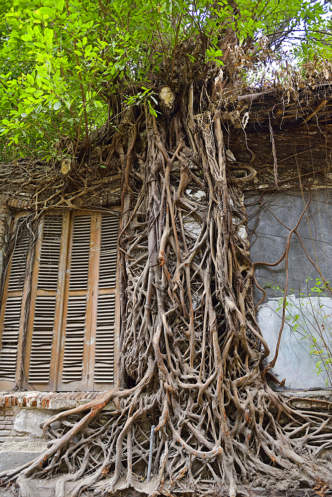 Ficus (fig tree) roots growing on a wall of a ruined building, Old Town of Semarang, Java island, Indonesia, Southeast Asia, Asia