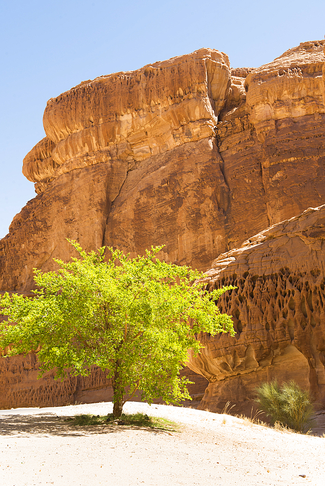 Isolated tree among sandstone rock formation in the desert canyons of the Ashar Valley, Medina Province, Saudi Arabia, Middle East