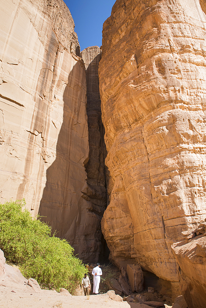 People watching Arak tree (Salvadora persica) at the foot of a fault in a sandstone wall in the Sharaan Nature Reserve, AlUla, Medina Province, Saudi Arabia, Middle East