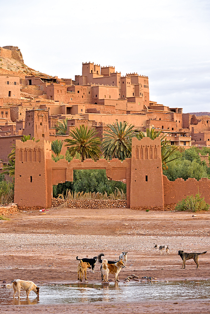 Dogs at the river, Ksar of Ait-Ben-Haddou seen from the opposite bank, Ounila River valley, Ouarzazate Province, region of Draa-Tafilalet, Morocco, North West Africa